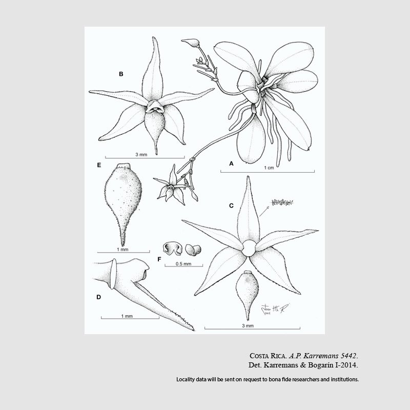 Platystele catiensis